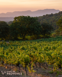 Wines of Provence Tasting at Promenade Brasserie - Non-Members